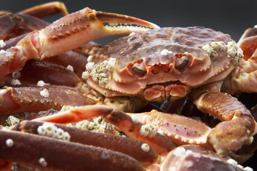 Consciousness a ‘Realistic Possibility’ in Birds, Fish, Squid and Bees, Scholars Say