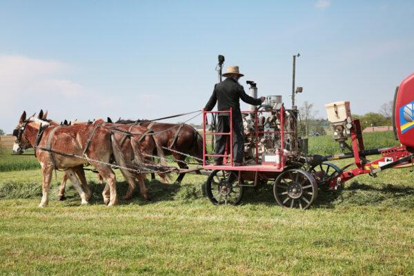 An Amish farmer's team of mules pulls a hay baler at Old Windmill Farm in Ronks, Pa., on April 26, 2023. (Richard Moore/The Epoch Times)
