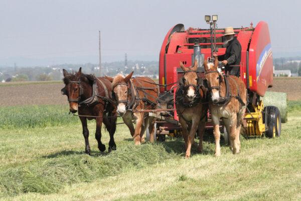 An Amish farmer's team of mules pulls a hay baler at Old Windmill Farm in Ronks, Pa., on April 26, 2023. (Richard Moore/The Epoch Times)