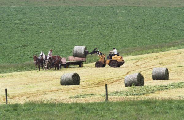 Amish workers use both the old and newer techniques to load hay bales on a large wagon in Lancaster County, Pa., on April 27, 2023. (Richard Moore/The Epoch Times)