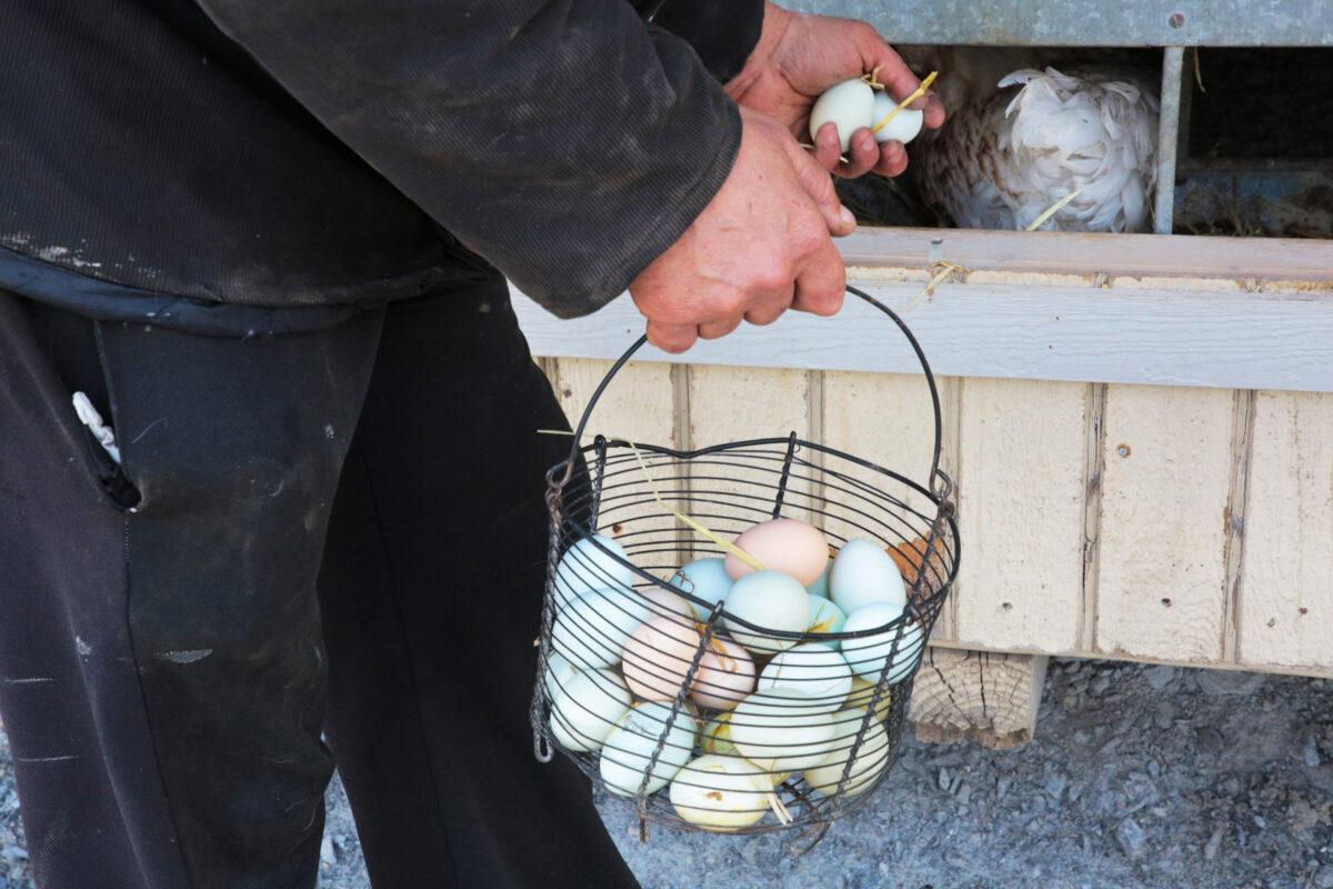 A farmer collects eggs from his chicken coop on April 26, 2023. Amish farmers are proud of the quality of goods they can provide to their customers. (Richard Moore/The Epoch Times)