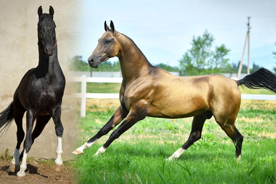 7 Ancient Horse Breeds That Helped Build Human Civilization That Survive Today—Some Are Very Common