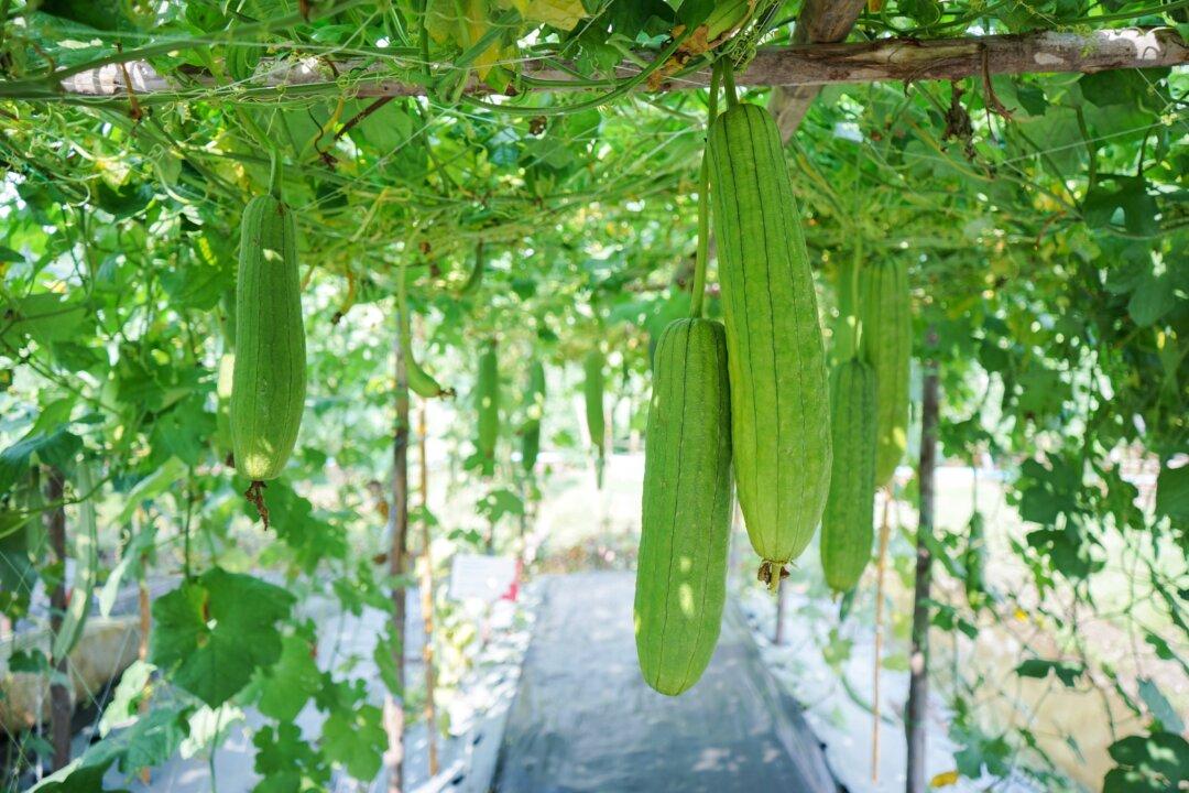 Fruits and Vegetables to Grow on a Trellis