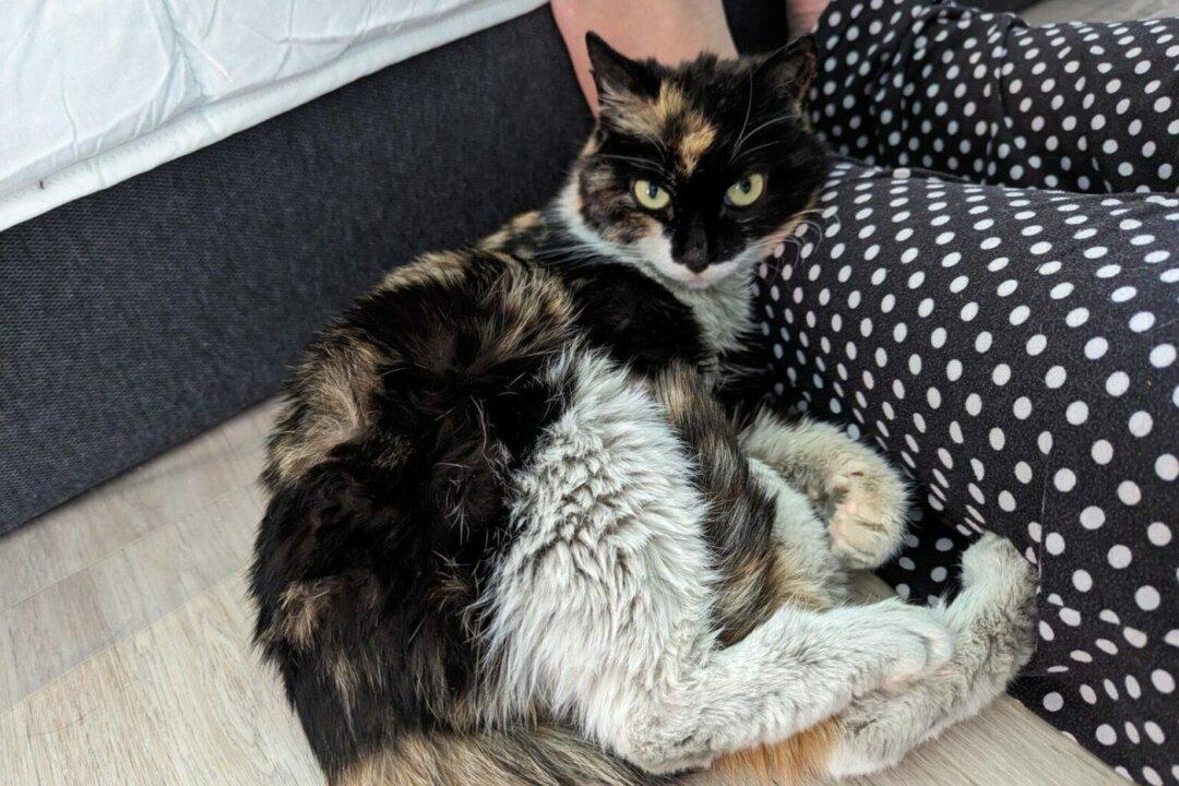 Border Officers in Vancouver Find Cat in Parcel From China: SPCA