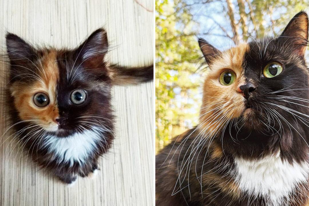 This Naughty ‘Two-Faced’ Cat Is the Fun Version of Batman’s Two-Face—And People Just Love Her