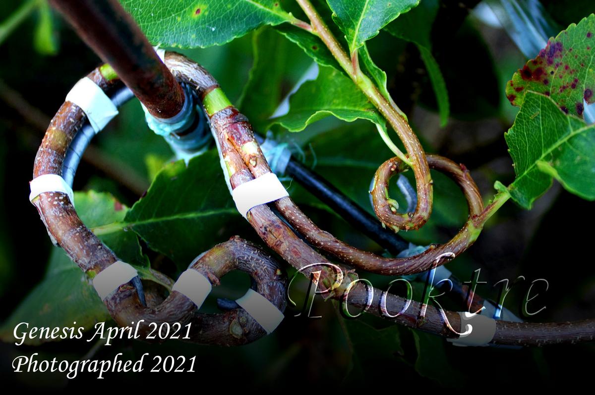 The photo shows how a young tree is gradually shaped and bent to assist its growth into the desired design. (Courtesy of <a href="https://www.pooktre.com/">Pooktre</a>)