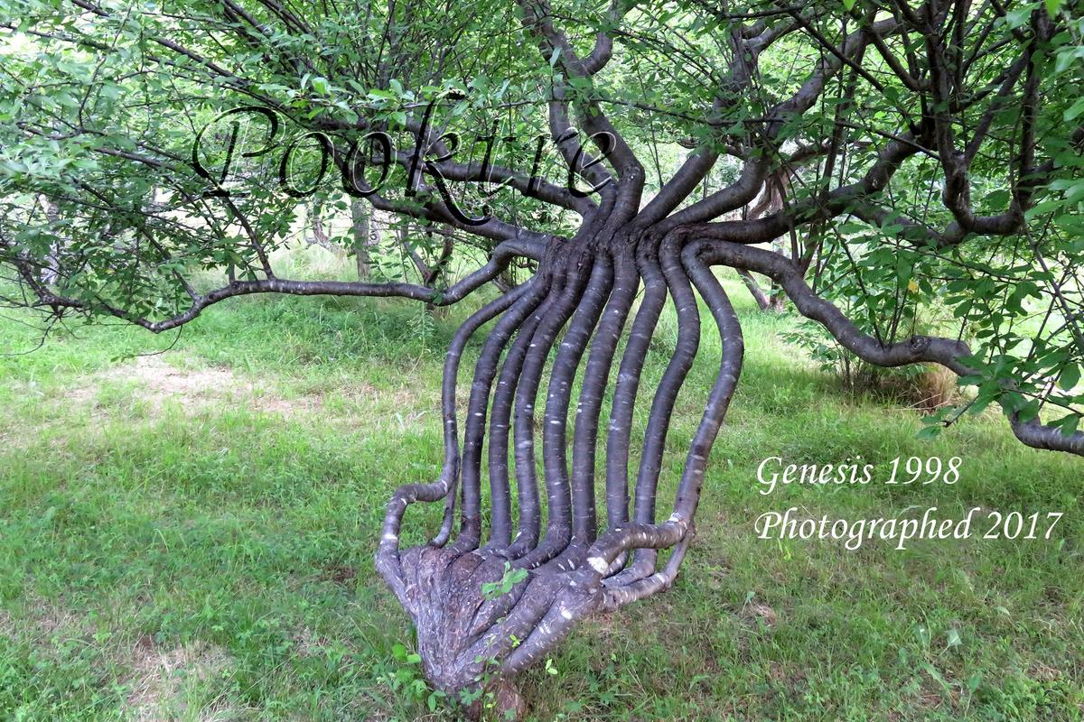 (Courtesy of <a href="https://www.pooktre.com/">Pooktre</a>)