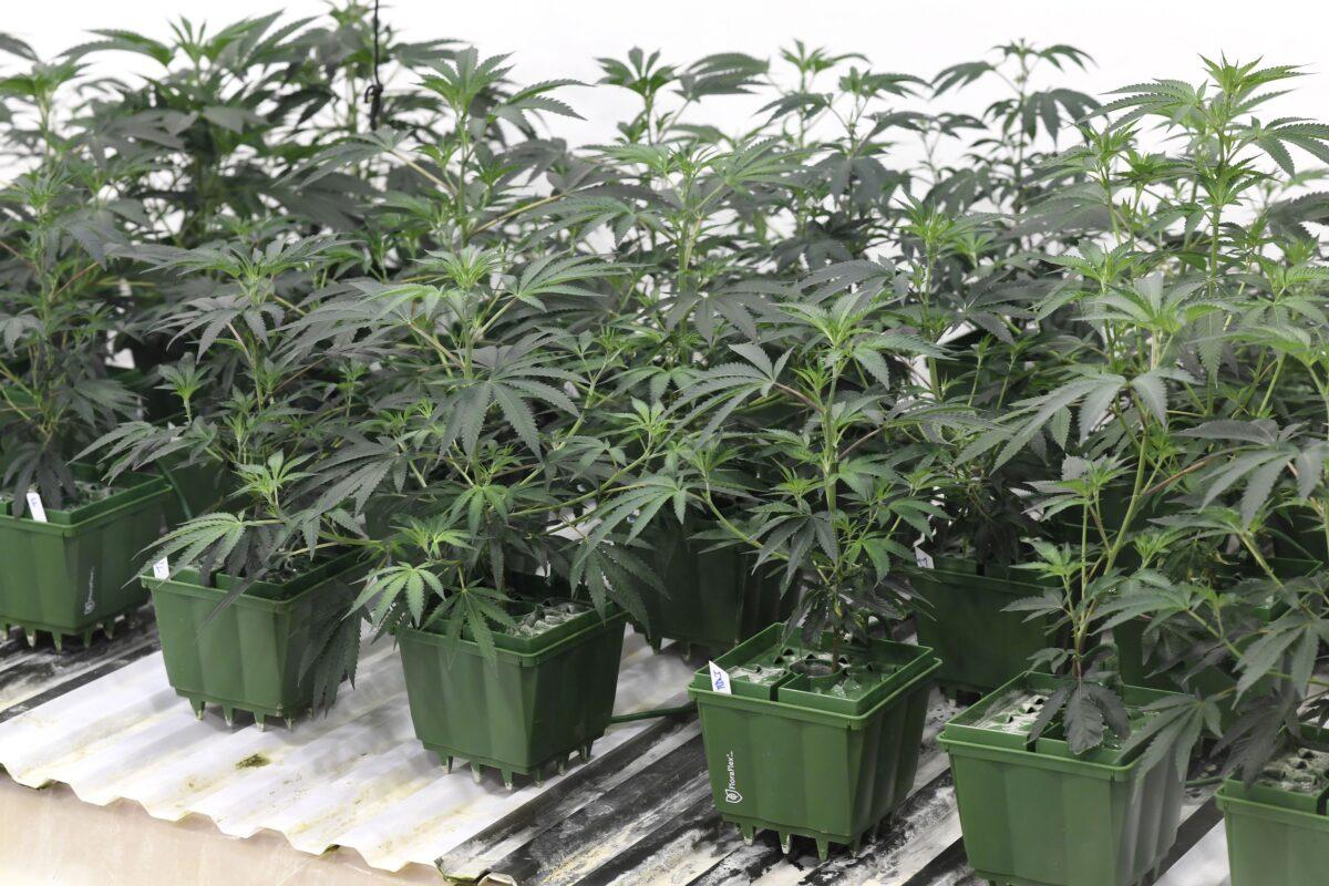Marijuana plants grow at the Green Pearl Organics marijuana dispensary in Desert Hot Springs, Calif., on Jan. 1, 2018. (Robyn Beck/AFP via Getty Images)
