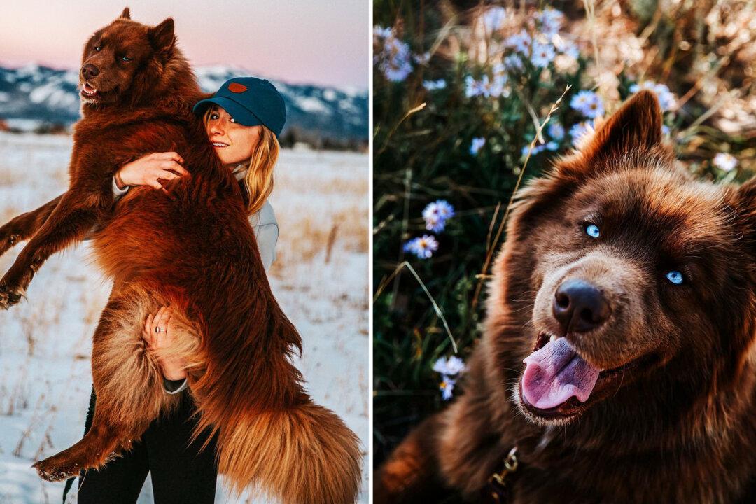 Siberian Husky as Huge as a Bear Captivates Everyone With His Piercing Blue Eyes