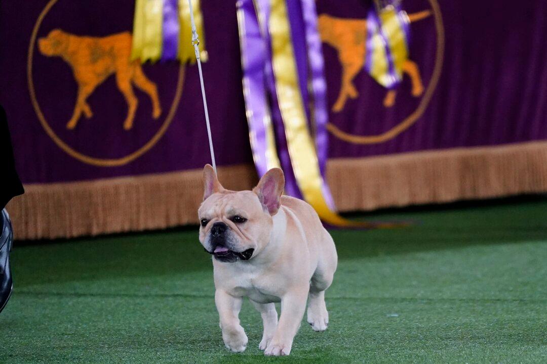 The Frenchie Becomes a Favorite—and a Dog-Show Contender