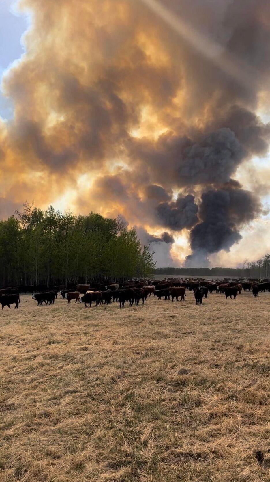 Extreme Risk for More ‘Volatile’ Alberta Wildfires as Heat Wave Blankets Province, Officials Warn