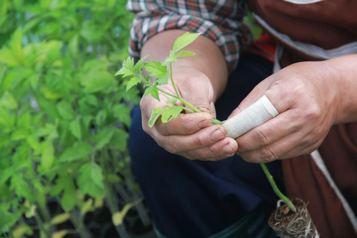 Grafted Tomatoes?