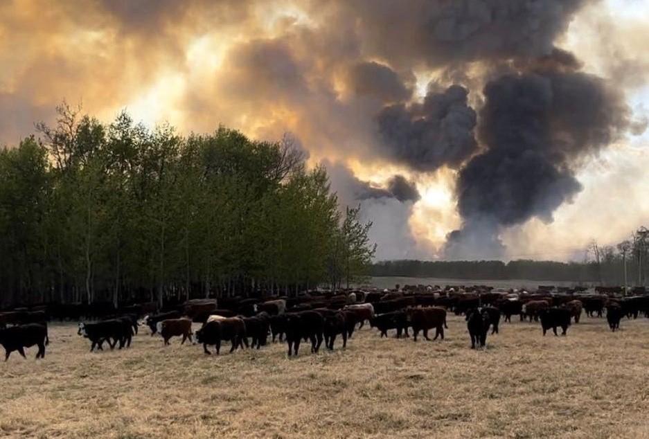 Farmers Work Together to Save Ranches From Raging Alberta Wildfires
