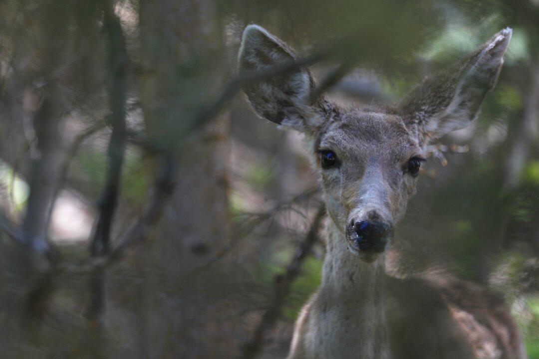 The $350 Million Federal Plan to Reduce Animal Road Deaths and Create Wildlife Corridors