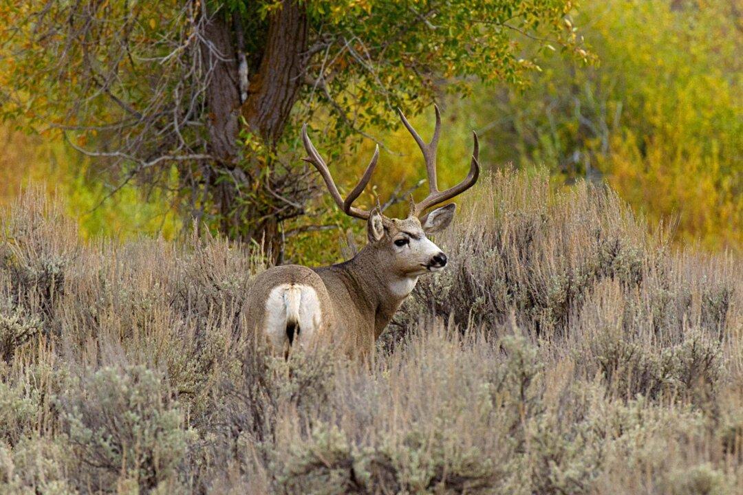 COVID-19 Found in California Mule Deer