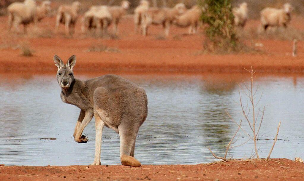 Aggravated Cruelty, Firearms Charges Laid After Almost 100 Kangaroos Shot Dead