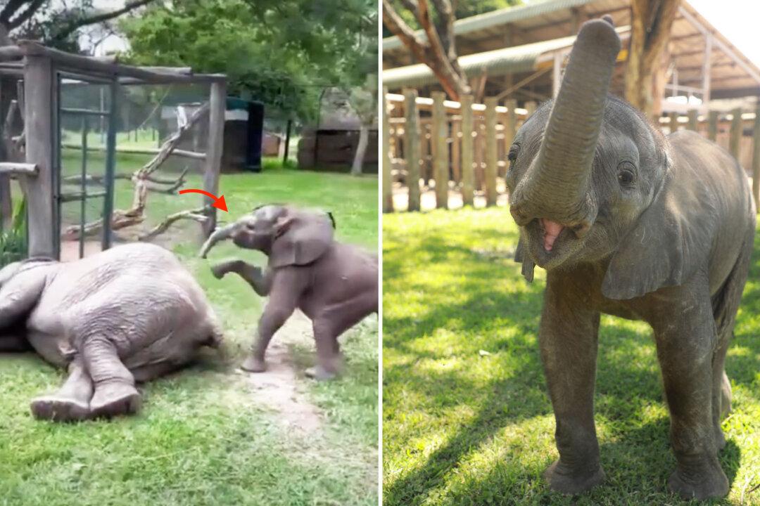 Orphaned Elephant Calf Who Wandered Alone to a Shop Seeking Help Now Loves Troubling His Foster Mom: VIDEO
