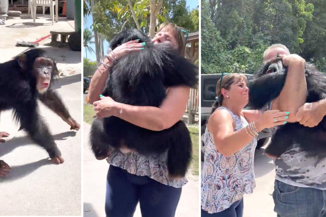 VIDEO: Chimpanzee Overjoyed on Reuniting With Caretakers Who Helped Raise Him After He Was Rejected by His Mom