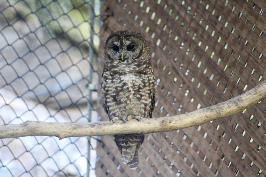 Two Northern Spotted Owls Found Dead in BC Forest, in Blow to Release Program
