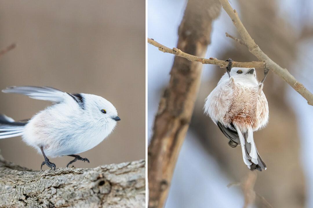 Cutest Birds: Tiny Japanese ‘Snow Fairies’ Caught Doing Gymnastics on Tree Branches