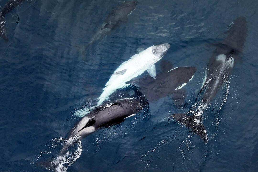 Photographer Captures Footage of Extremely Rare White Killer Whale Calf Spotted off California Coast