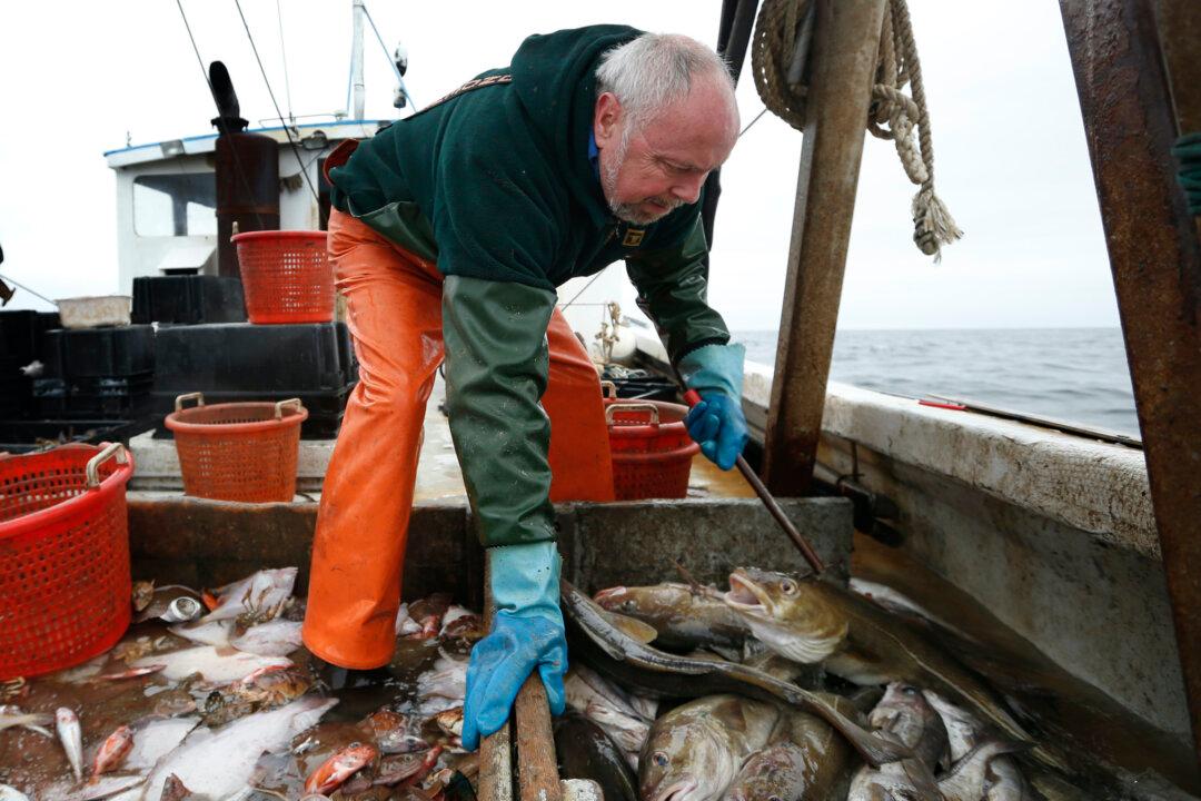 Regulators Cut Haddock Fishing Quotas by Over 80 Percent in New England