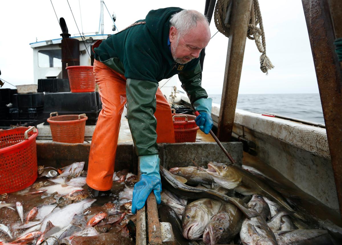 Regulators Cut Haddock Fishing Quotas by Over 80 Percent in New England
