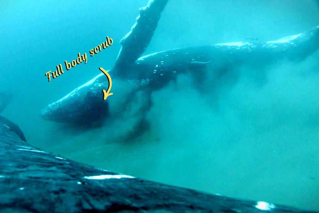 Whale Day Spa: First Time Ever Humpbacks Videoed Treating Themselves to Full Body Scrub on Seafloor