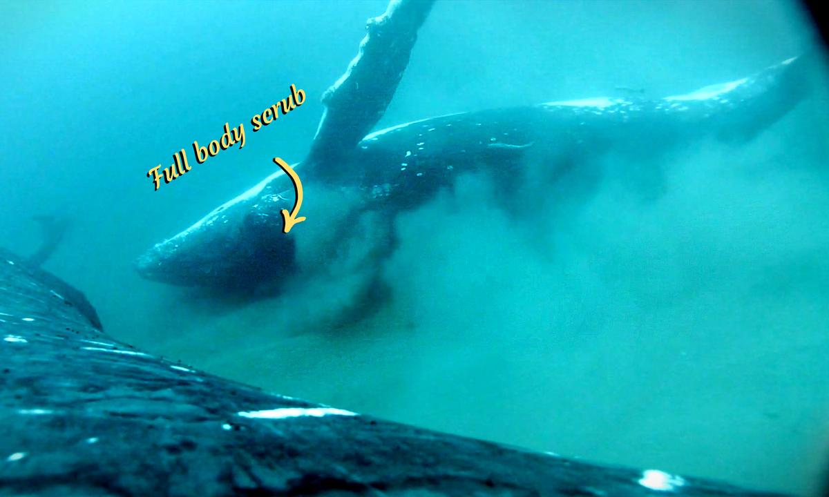 Whale Day Spa: First Time Ever Humpbacks Videoed Treating Themselves to Full Body Scrub on Seafloor