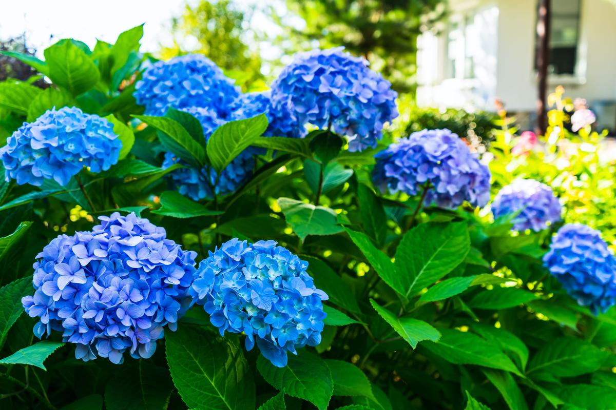 Blue Hydrangeas