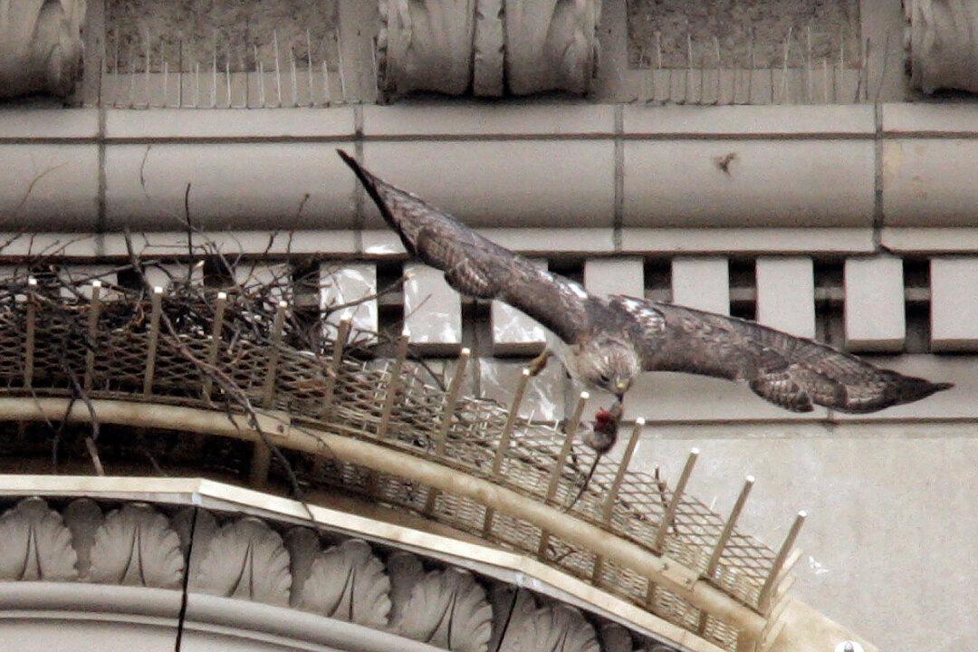 Pale Male, Red-Tailed Hawk Who Nested Above NYC’s Fifth Avenue for 30 Years, Dies at 33