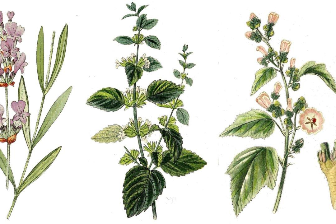 The Backyard Medicine Cabinet: Growing Your Own Medicinal Herb Garden