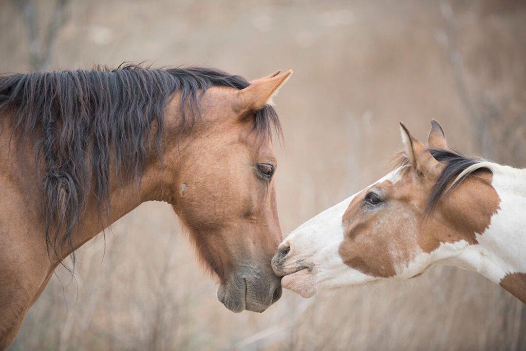 Visions of the Frontier: The Photography of Kirsten Griffin