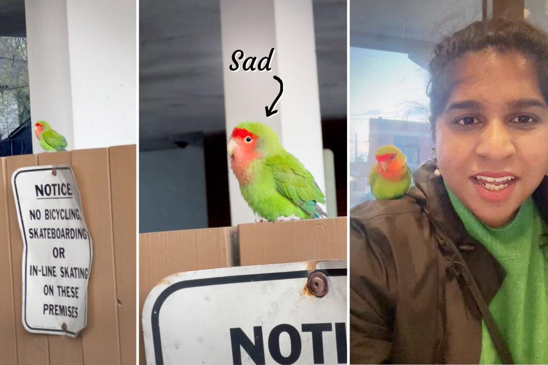 VIDEO: Woman Finds Lovebird Looking Lost, Sad on Fence, Takes Him Home, Tries to Find His Family