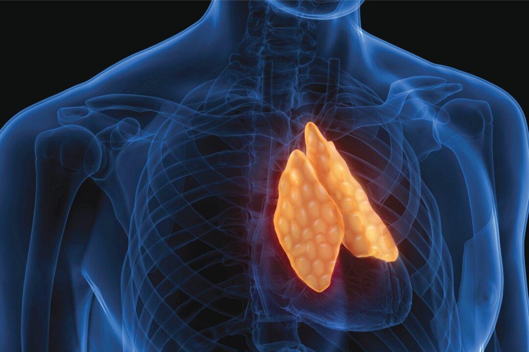 Protecting Our Thymus: An Organ That Can Regenerate With Surprising Benefits