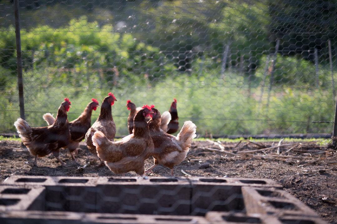 Raising Backyard Chickens Requires Money, Time and Pluck. Here’s How to Do It