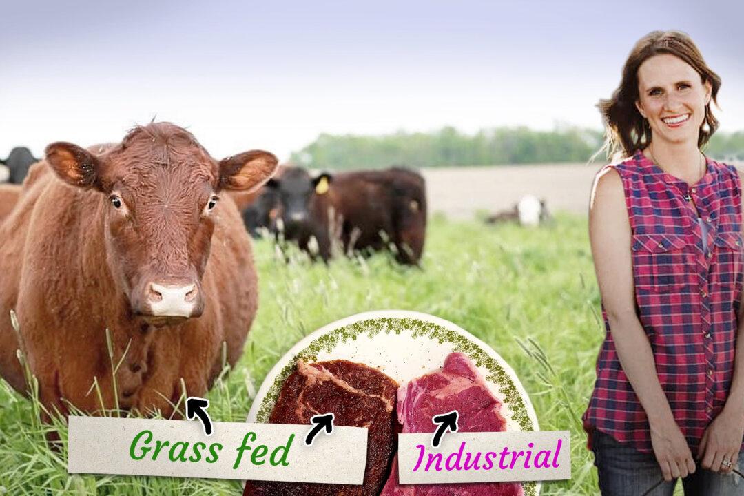 ‘Why Is Everyone So Sick?’: Nurse Quits Her Job to Raise Organic Grass-Fed Beef for a Better Future