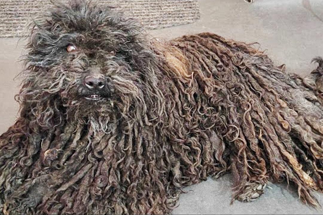 Desperate Dog With Dreadlocks Full of Fleas and Worms Is Unrecognizable After Her First Shave