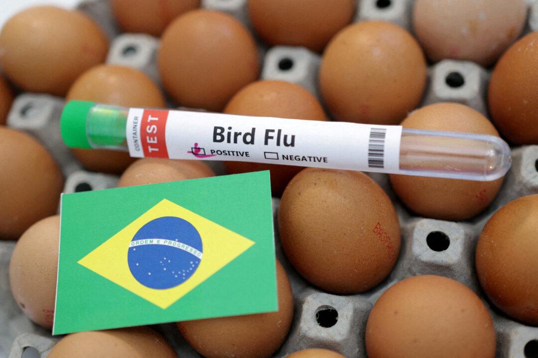 Brazil Declares 180-Day Animal Health Emergency Amid Avian Flu Cases in Wild Birds