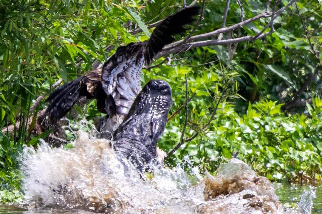 Bald Eagle Narrowly Escapes the Jaws of an Alligator, ‘Nearly Not Seeing Its Next Birthday’