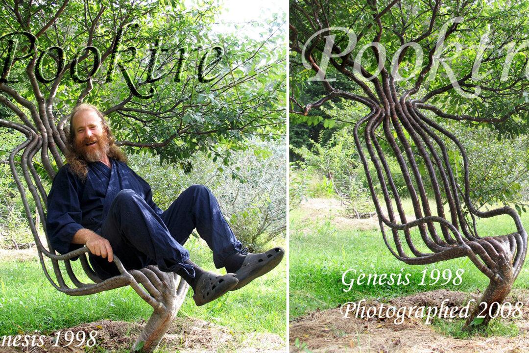 Artists Spend 9 Years ‘Training’ a Tree to Grow Into a ‘Living Chair’—The Result Is Amazing