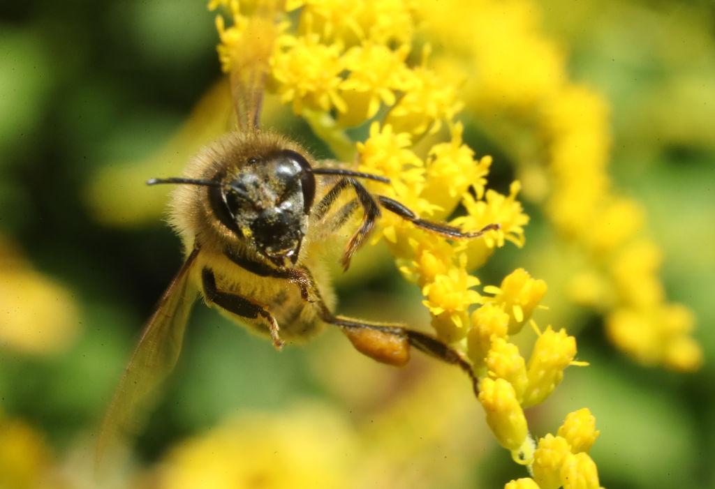 Air Pollution Affects Global Insect Numbers