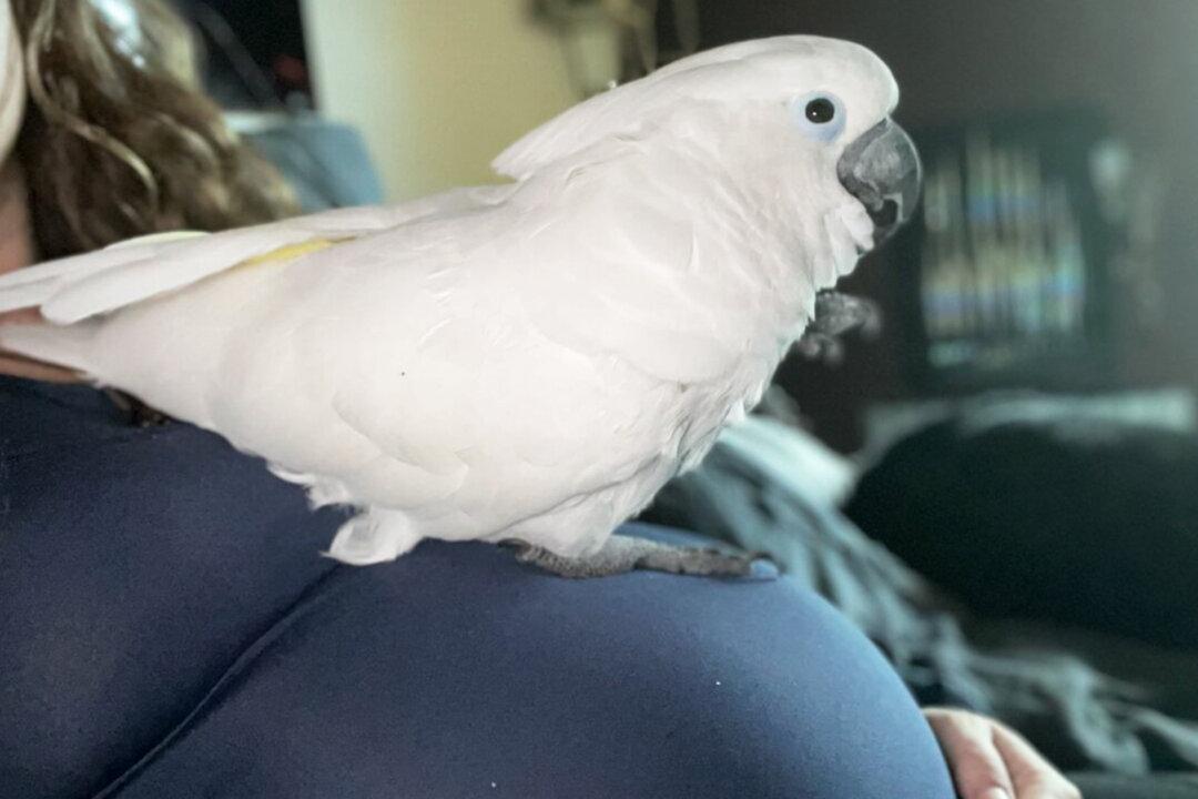 Cockatoo Nestles on Pregnant Owner’s Belly and Waits for the Unborn Baby to ‘Hatch’