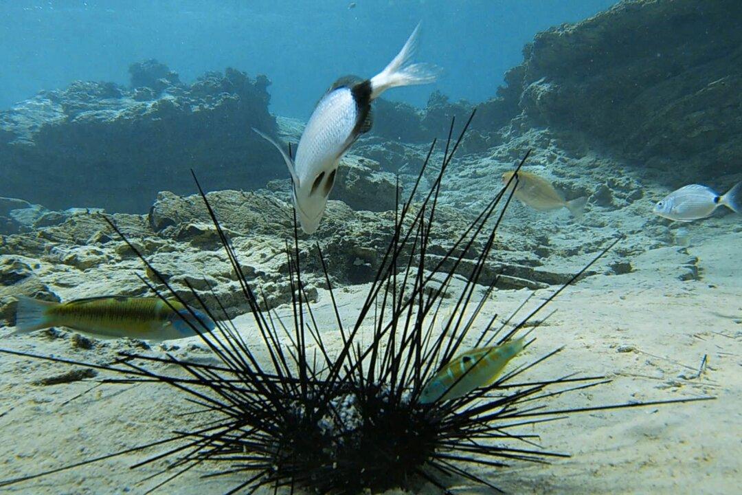Coral Reef Crisis: Deadly Epidemic Wipes Out Black Sea Urchins in Red Sea