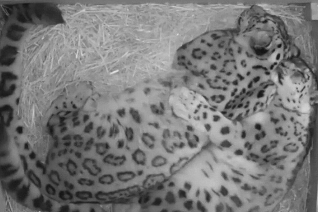 The ‘Ultimate’ Match: Inseparable Snow Leopards Spotted Cuddling Each Other Every Night