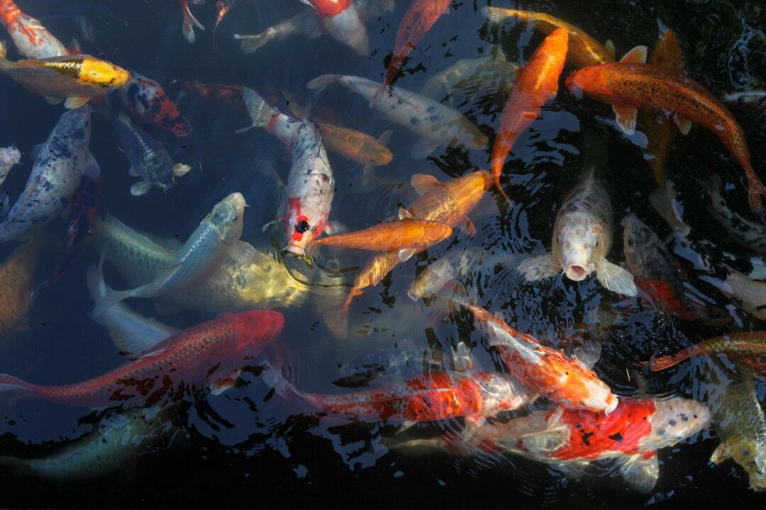 Nearly 90 Koi Fish Go Missing in Maryland Community: Police