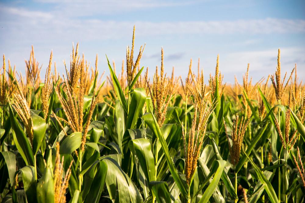 You Can Grow Your Own Corn—and There’s Way More Than Sweet Corn