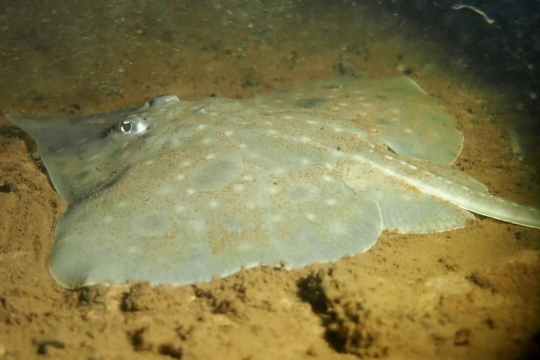 Coles Rejects Bid to Help Avoid Ancient Fish Extinction