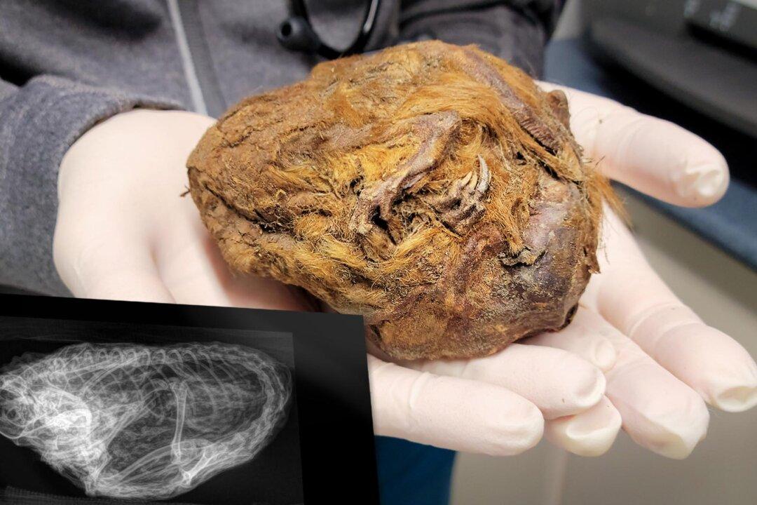 Miner Finds Grapefruit-Sized Fur Ball Now Deemed a ‘Perfectly Preserved’ 30,000-Year-Old Squirrel