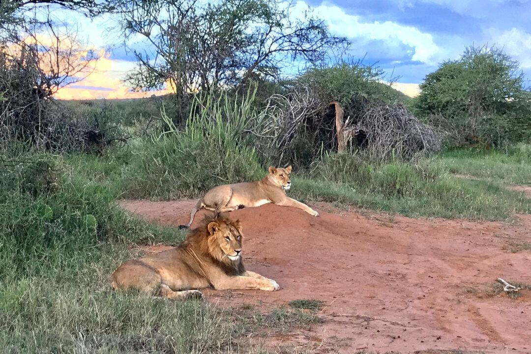 Think a Safari Can’t Be Romantic? Kenya’s Tented Camp Resorts Add Splendor to a Honeymoon Adventure
